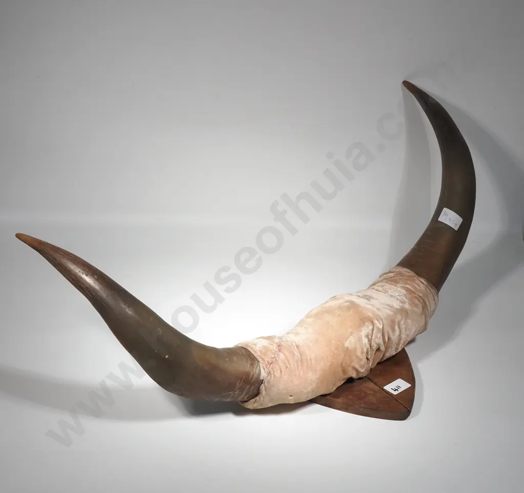 Impressive Mounted Bull Horns Image 1++