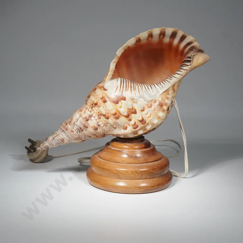 Large Triton Conch Shell Mounted On A Wooden Base & Electrified Image 1++