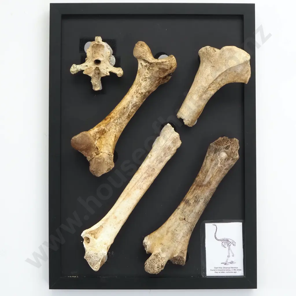Five Giant Moa Dinornus Maximus Bones Mounted On a Framed Black Board Image 1++