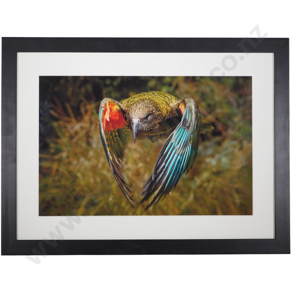 Vicki Ostler: Precious Kea Image 1++