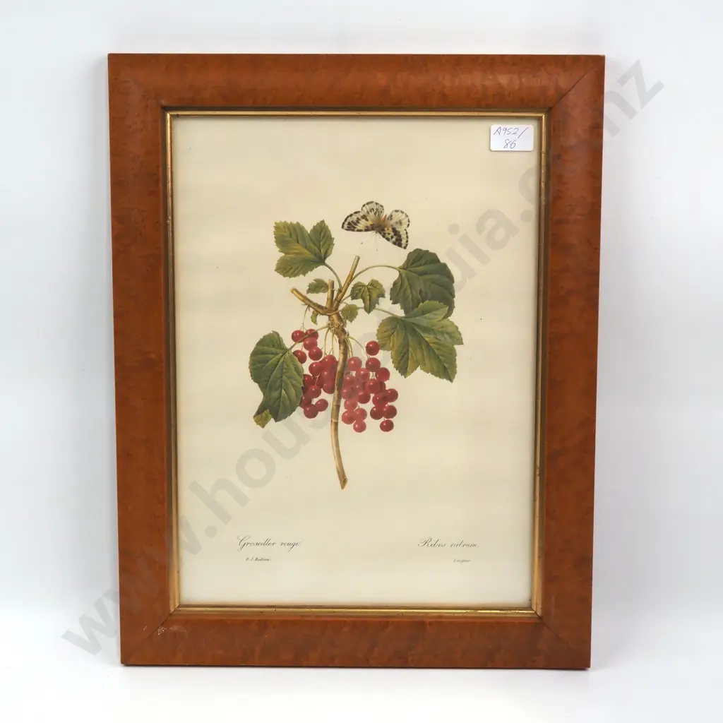 PJ Redoute - Graseiller Rouge - Print - 380mm X 275mm Image 1++