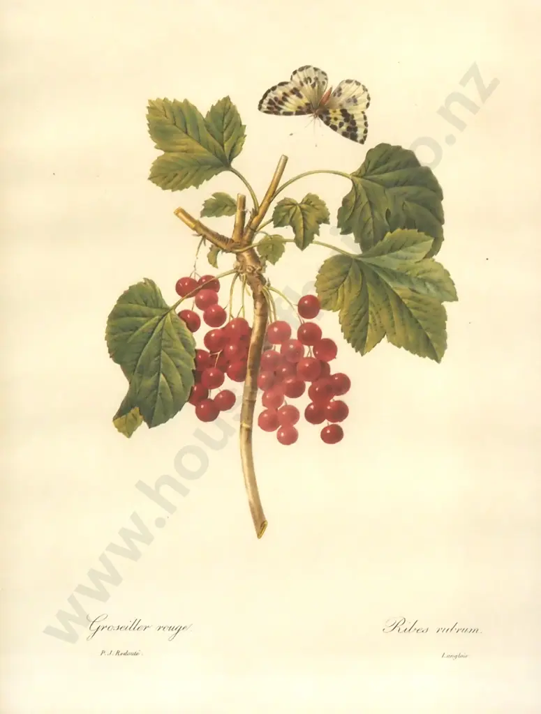 PJ Redoute - Graseiller Rouge - Print - 380mm X 275mm Image 1++