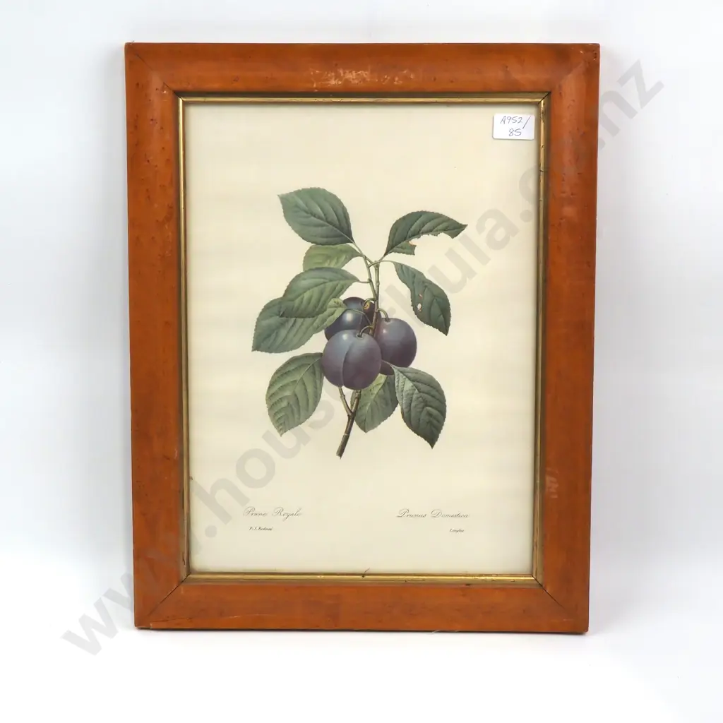PJ Redoute - Prune Royale - Print - 380mm X 275mm Image 1++