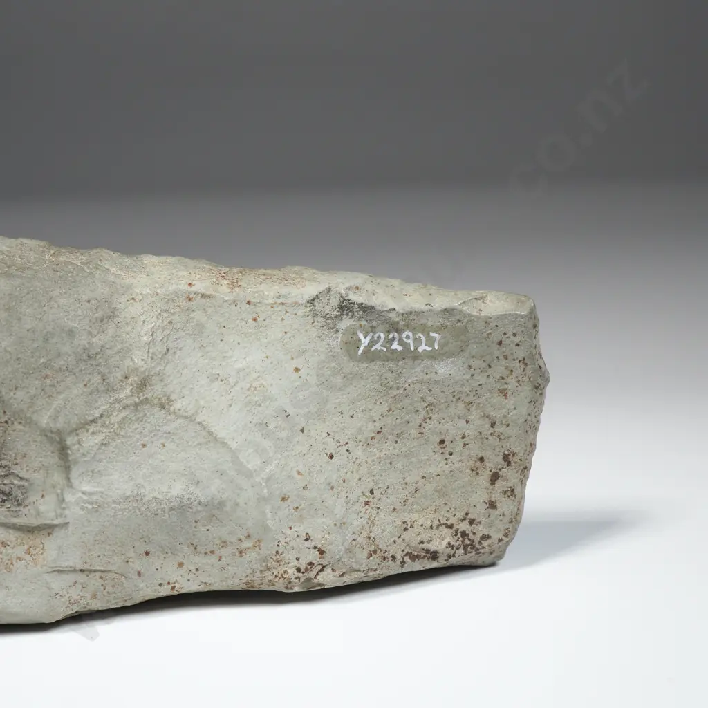 Toki,  Found Near Puponga Wharf, Tasman District- Y22927  Image 1++