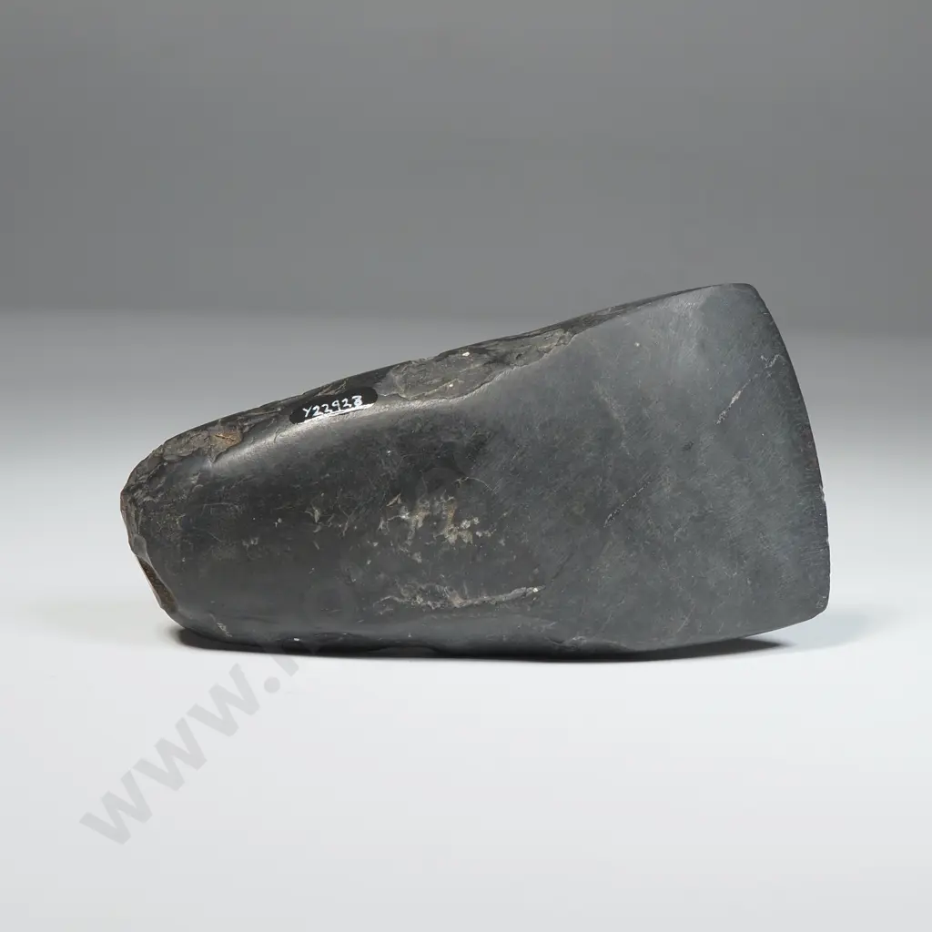 Toki,  Found Near Puponga Wharf, Tasman District- Y22928  Image 1++