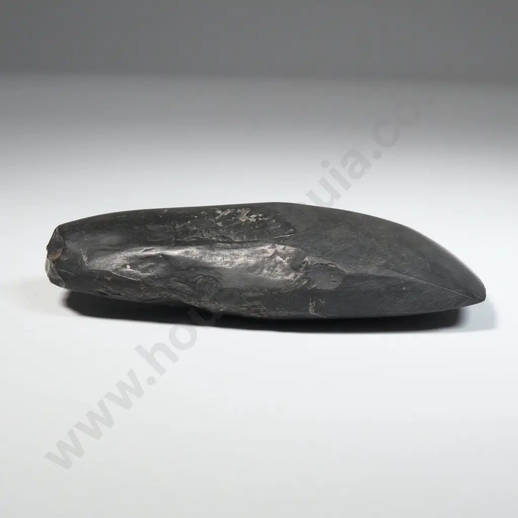 Toki,  Found Near Puponga Wharf, Tasman District- Y22928  Image 1++