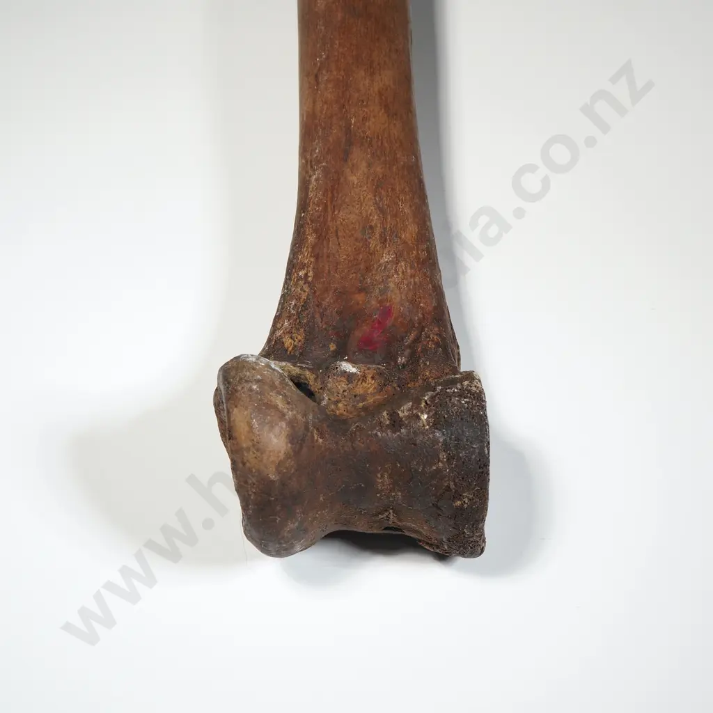 Large Moa Leg Bone Image 1++