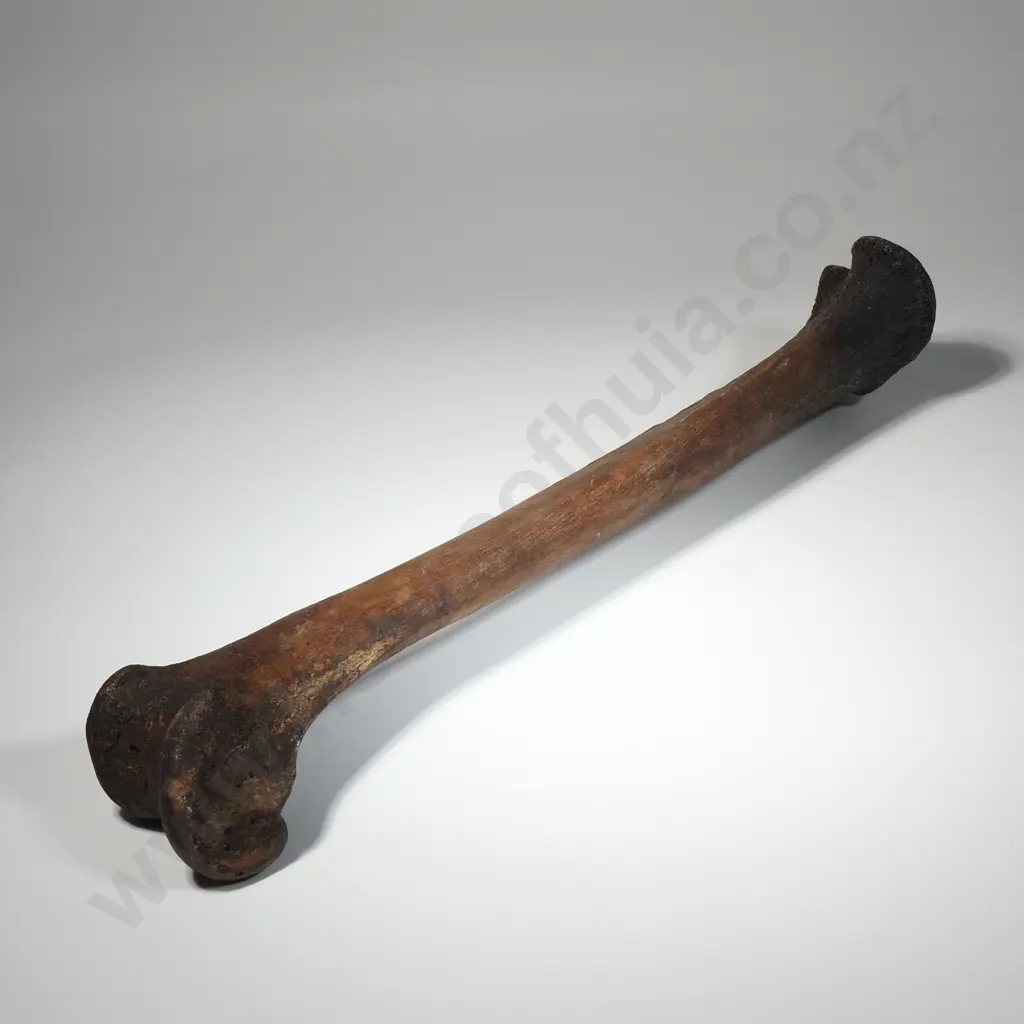 Large Moa Leg Bone Image 1++