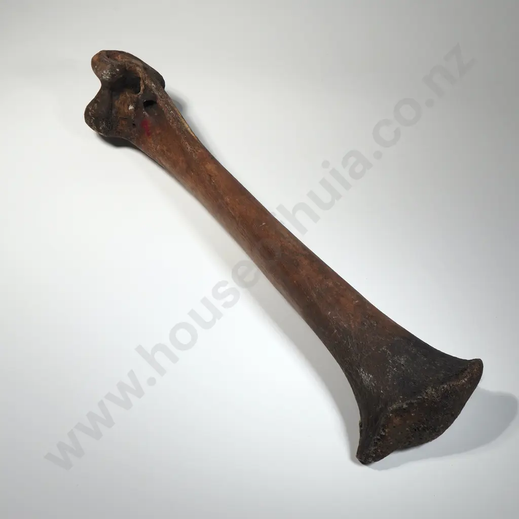 Large Moa Leg Bone Image 1++