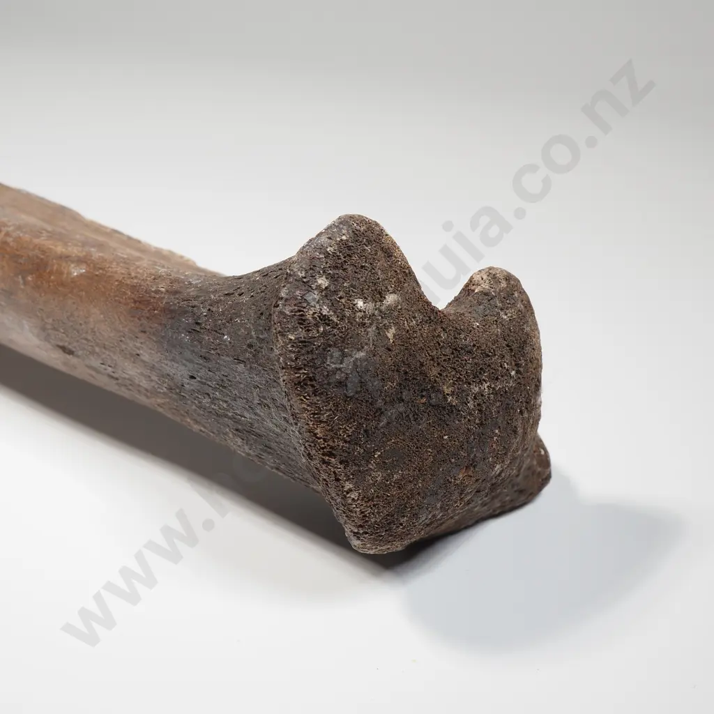 Large Moa Leg Bone Image 1++