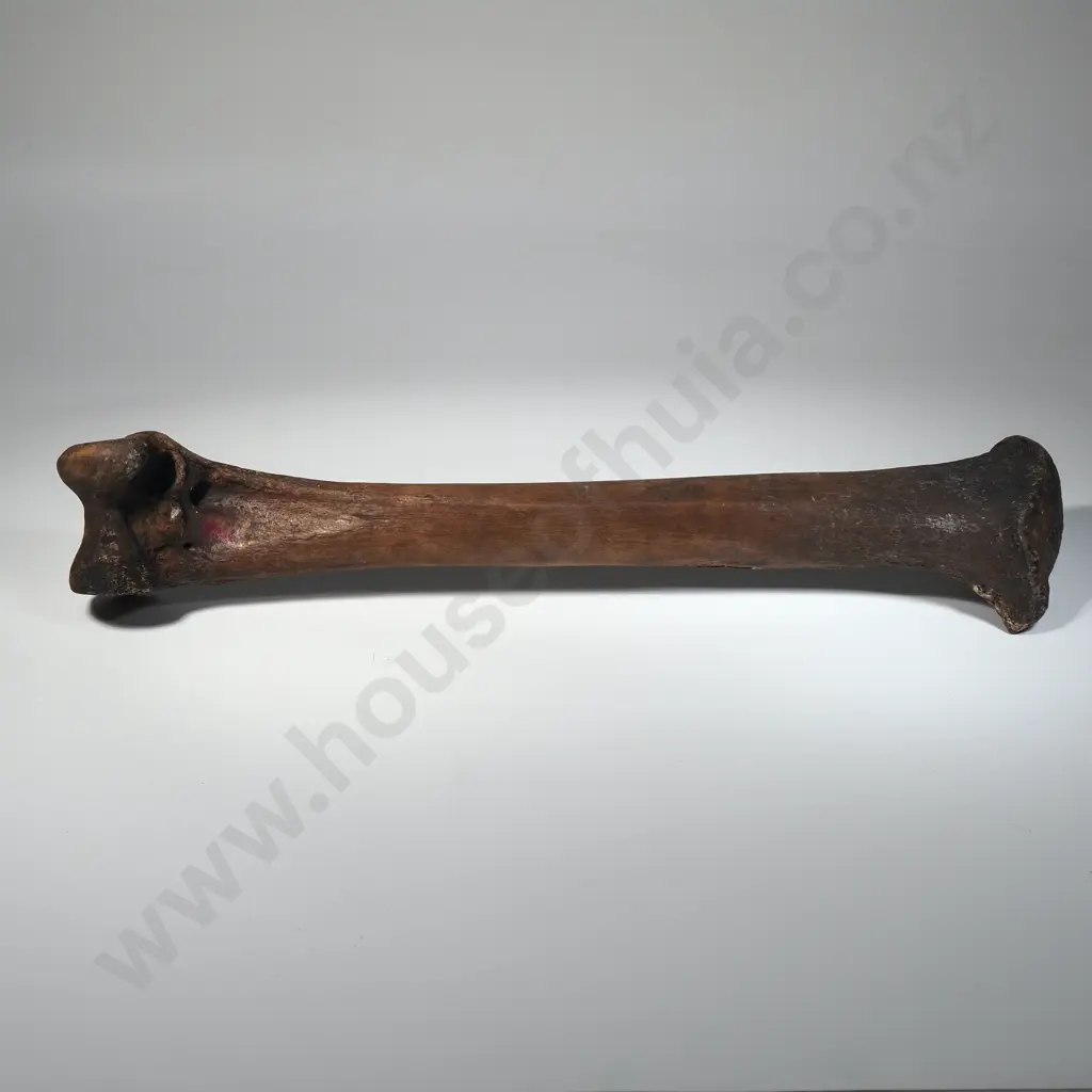Large Moa Leg Bone Image 1++