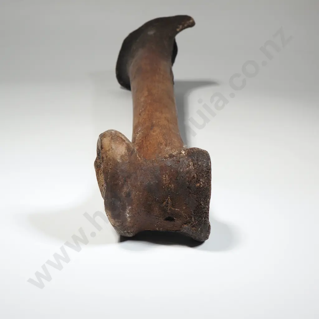 Large Moa Leg Bone Image 1++
