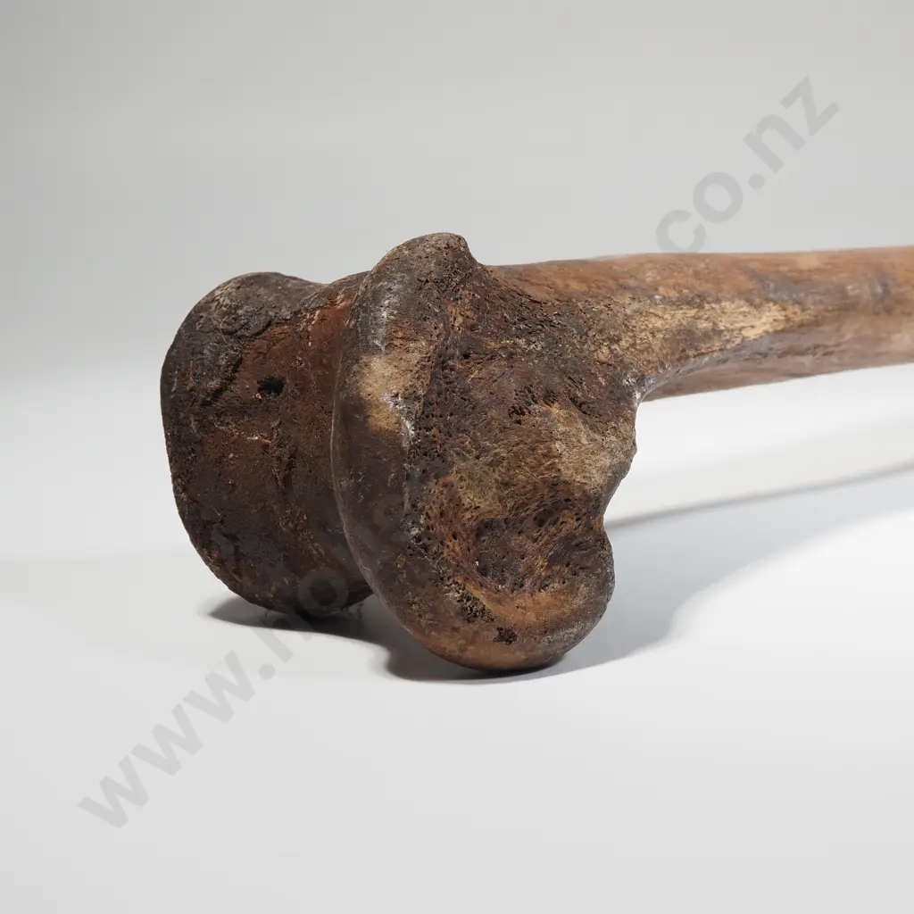 Large Moa Leg Bone Image 1++