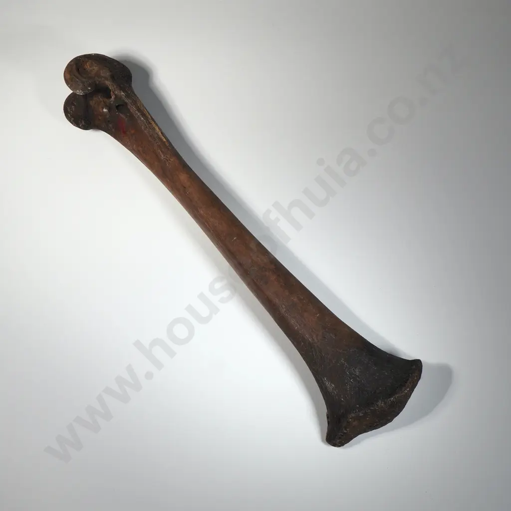 Large Moa Leg Bone Image 1++