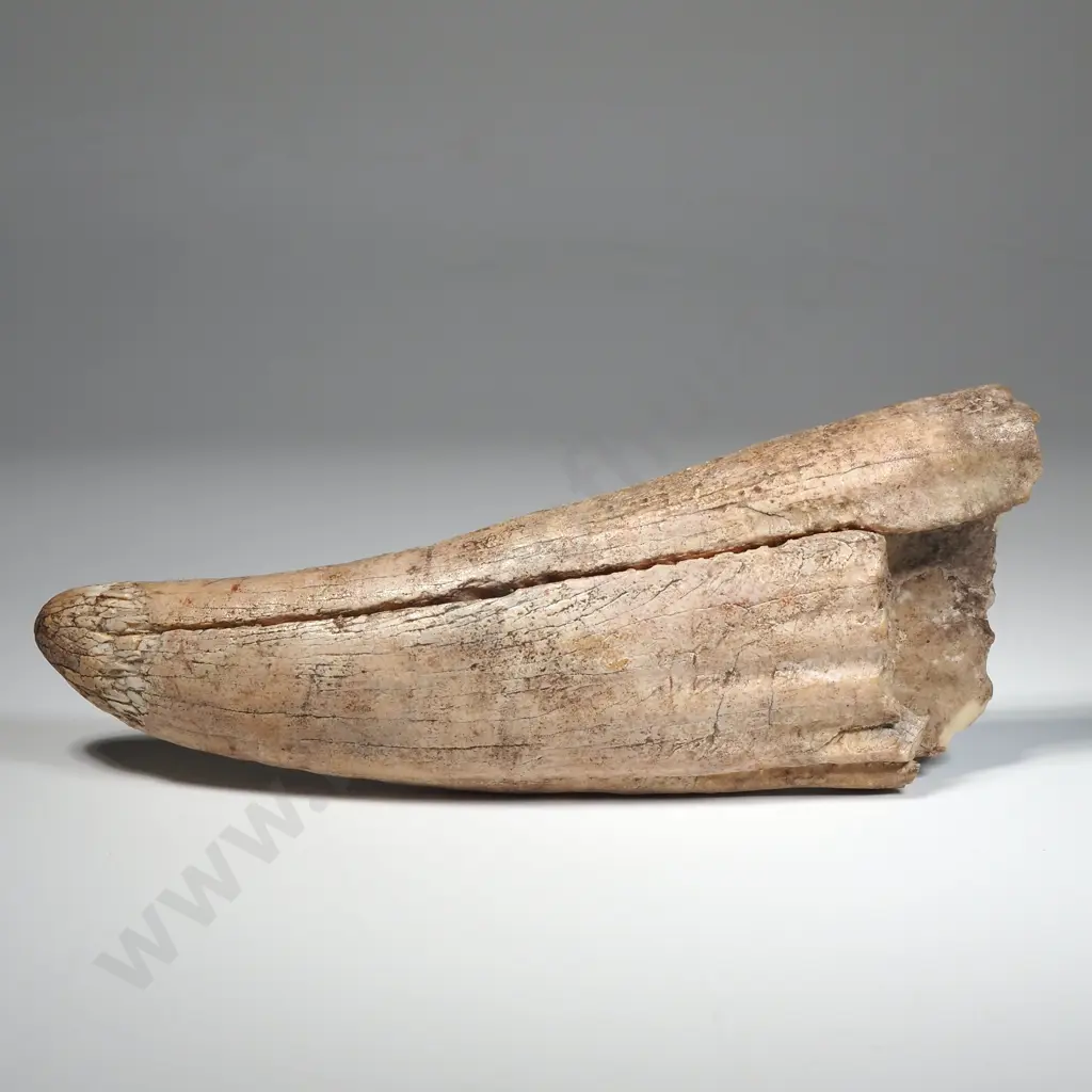 Large Mammal Tooth Image 1++