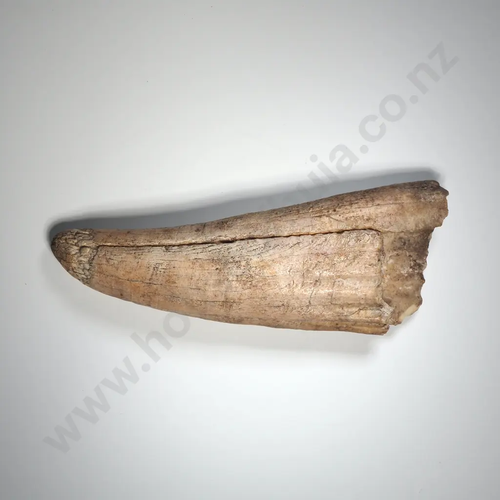 Large Mammal Tooth Image 1++