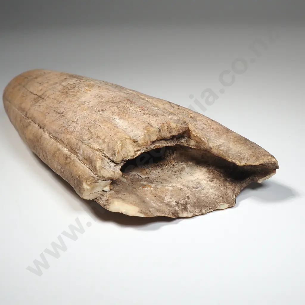 Large Mammal Tooth Image 1++