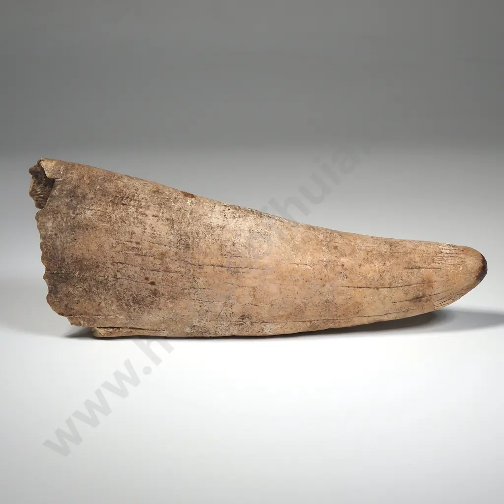 Large Mammal Tooth Image 1++