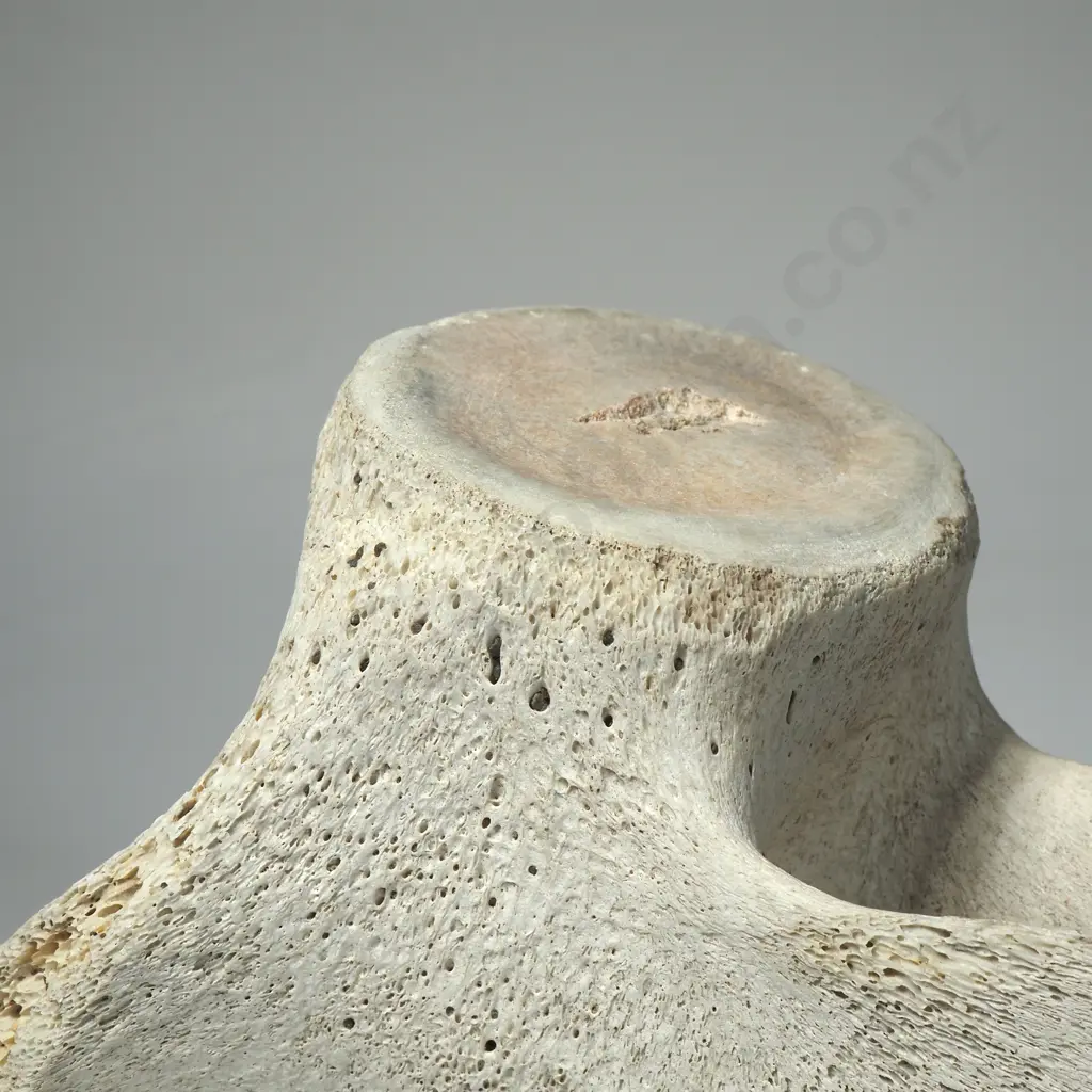 Large Mammal  Vertebrae Image 1++