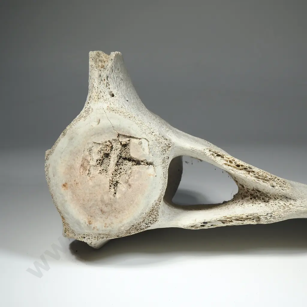 Large Mammal  Vertebrae Image 1++