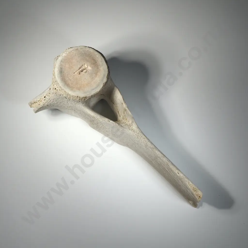 Large Mammal  Vertebrae Image 1++
