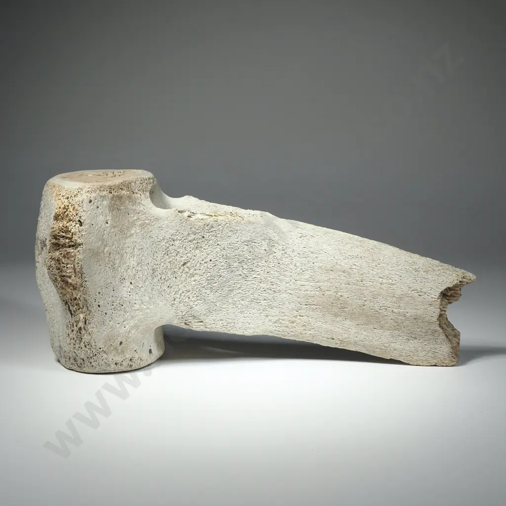 Large Mammal  Vertebrae Image 1++
