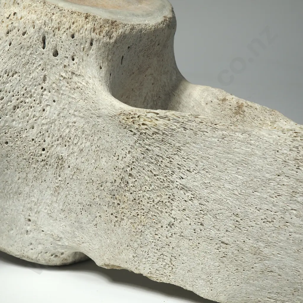Large Mammal  Vertebrae Image 1++