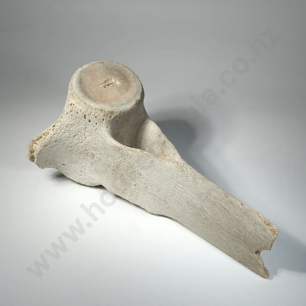 Large Mammal  Vertebrae Image 1++