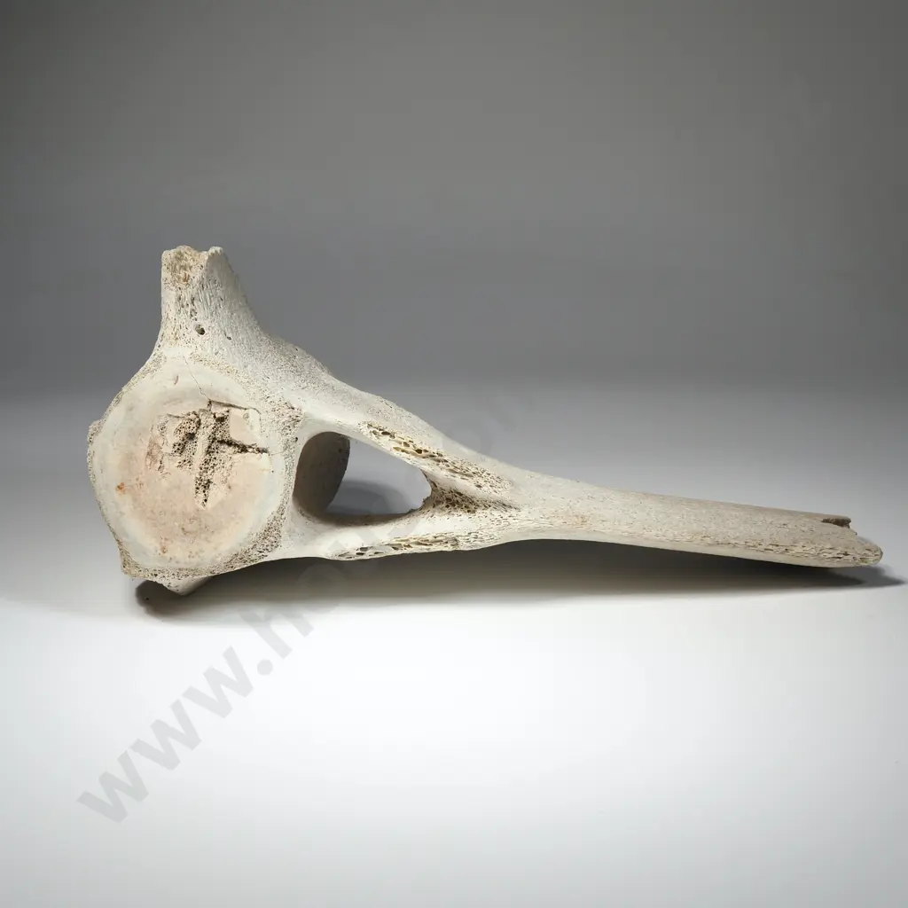 Large Mammal  Vertebrae Image 1++