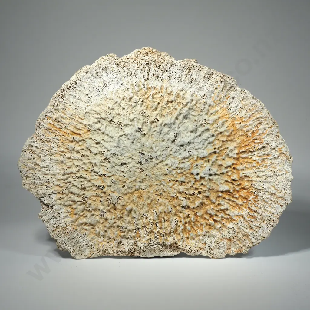 Fossilized Epiphysis  (End-cap) of a Mammal Vertebrae Image 1++