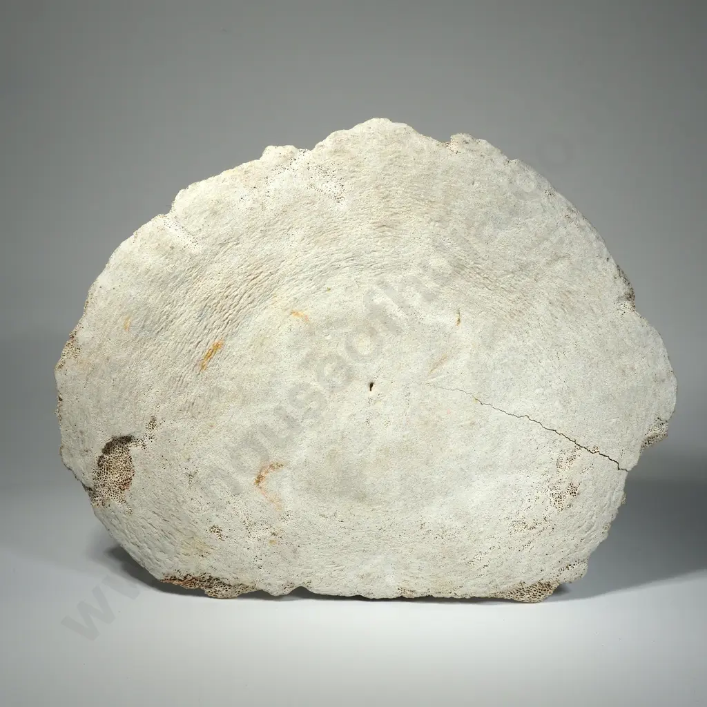 Fossilized Epiphysis  (End-cap) of a Mammal Vertebrae Image 1++