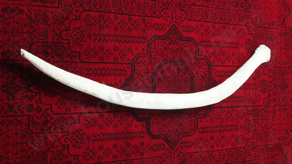 Large Mammal Rib Bone Image 1++
