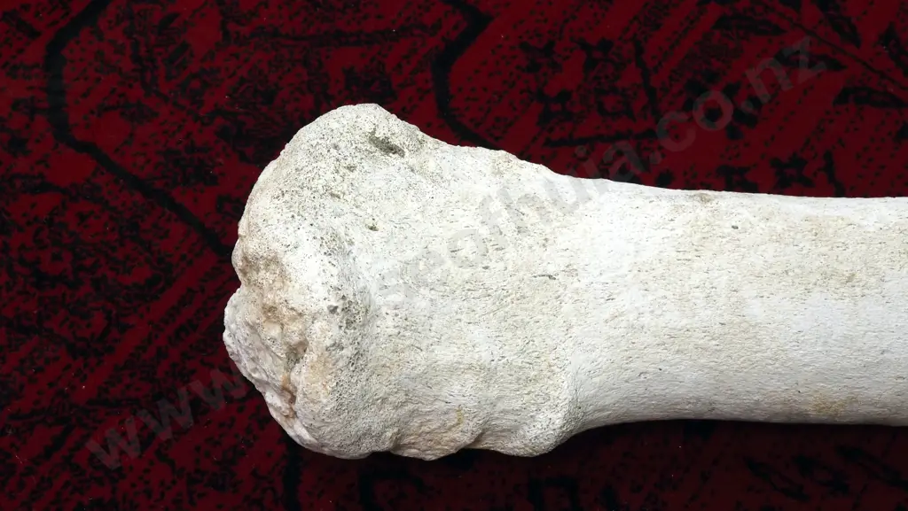 Large Mammal Rib Bone Image 1++
