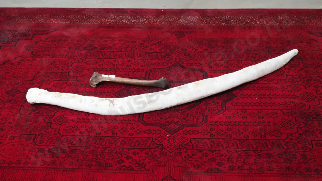 Large Mammal Rib Bone Image 1++