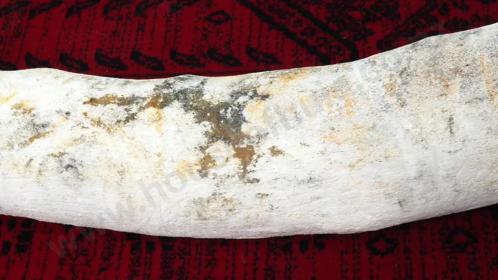 Large Mammal Rib Bone Image 1++
