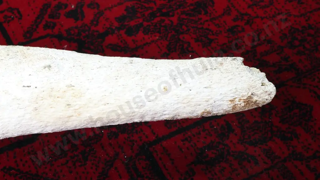 Large Mammal Rib Bone Image 1++