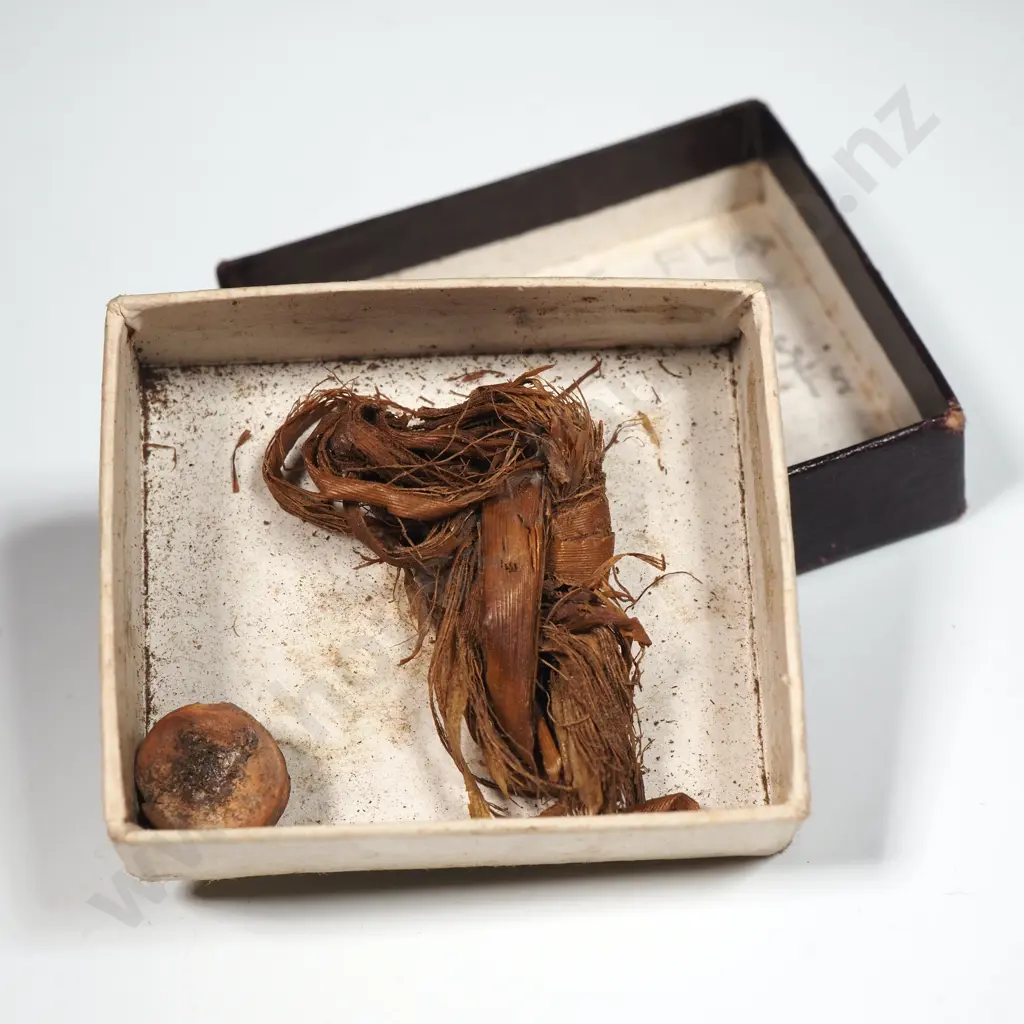 Antique Piece of Flax Tied In a Knot- Provenance on Box Image 1++