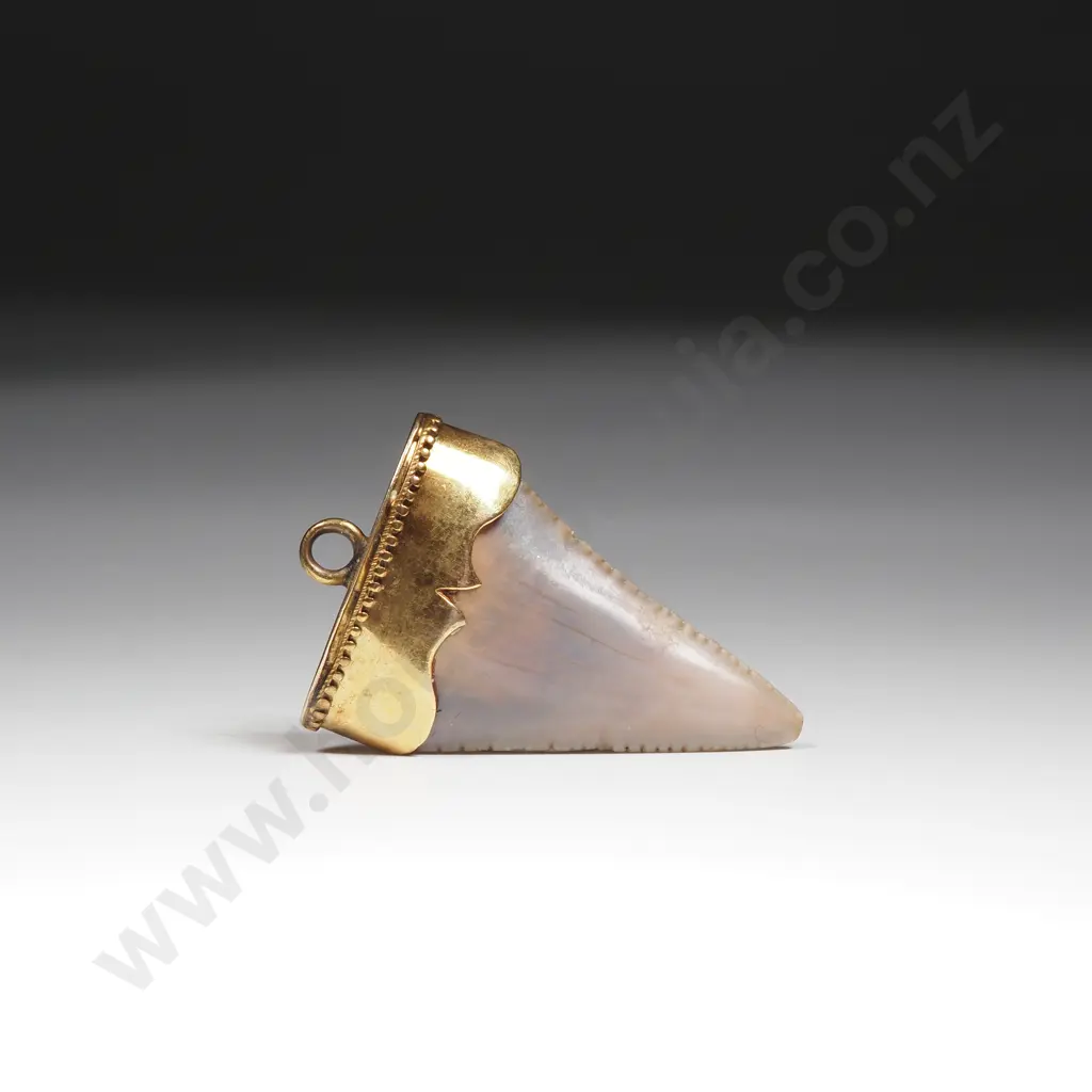 Colonial New Zealand Sharks Tooth Pendant w 9ct Gold Top Image 1++