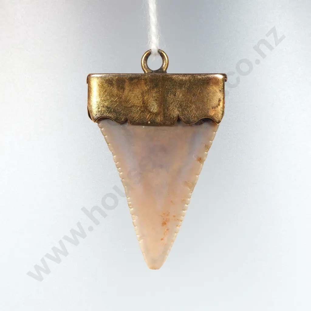 Colonial New Zealand Sharks Tooth Pendant w 9ct Gold Top Image 1++