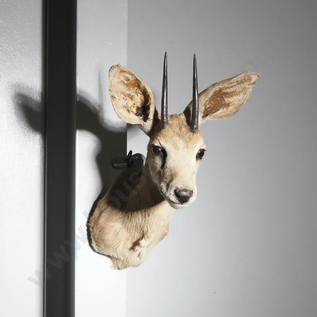 Taxidermied Steinbok Head Image 1++