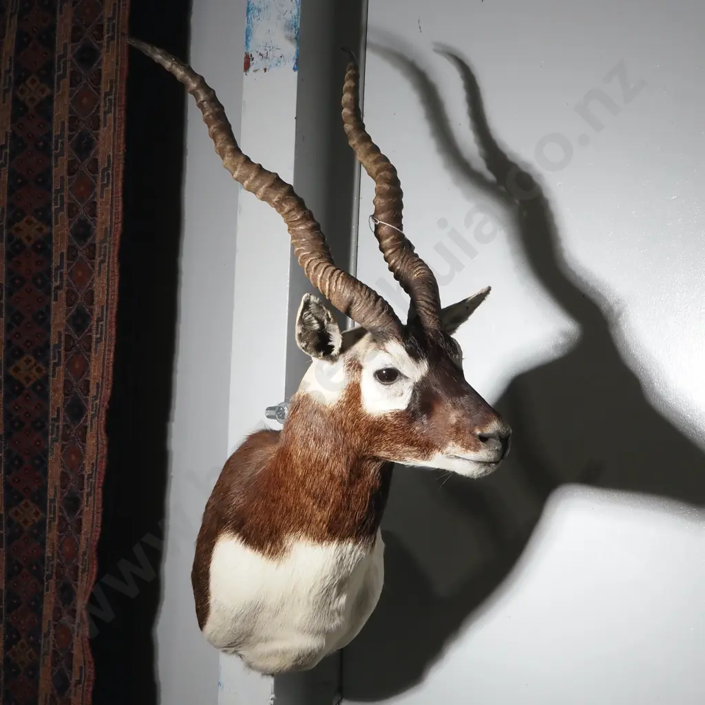 Outstanding Taxidermy Shoulder Mount of an Indian Blackbuck Antelope Image 1++