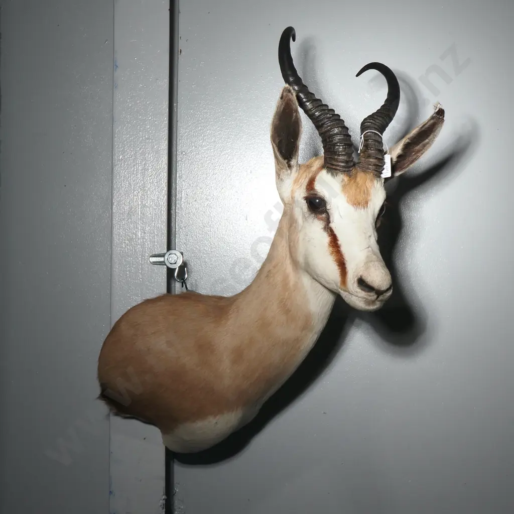 Elegant Shoulder Mounted Taxidermy Trophy of a Springbok - Gold Medal 13 4/8" Image 1++