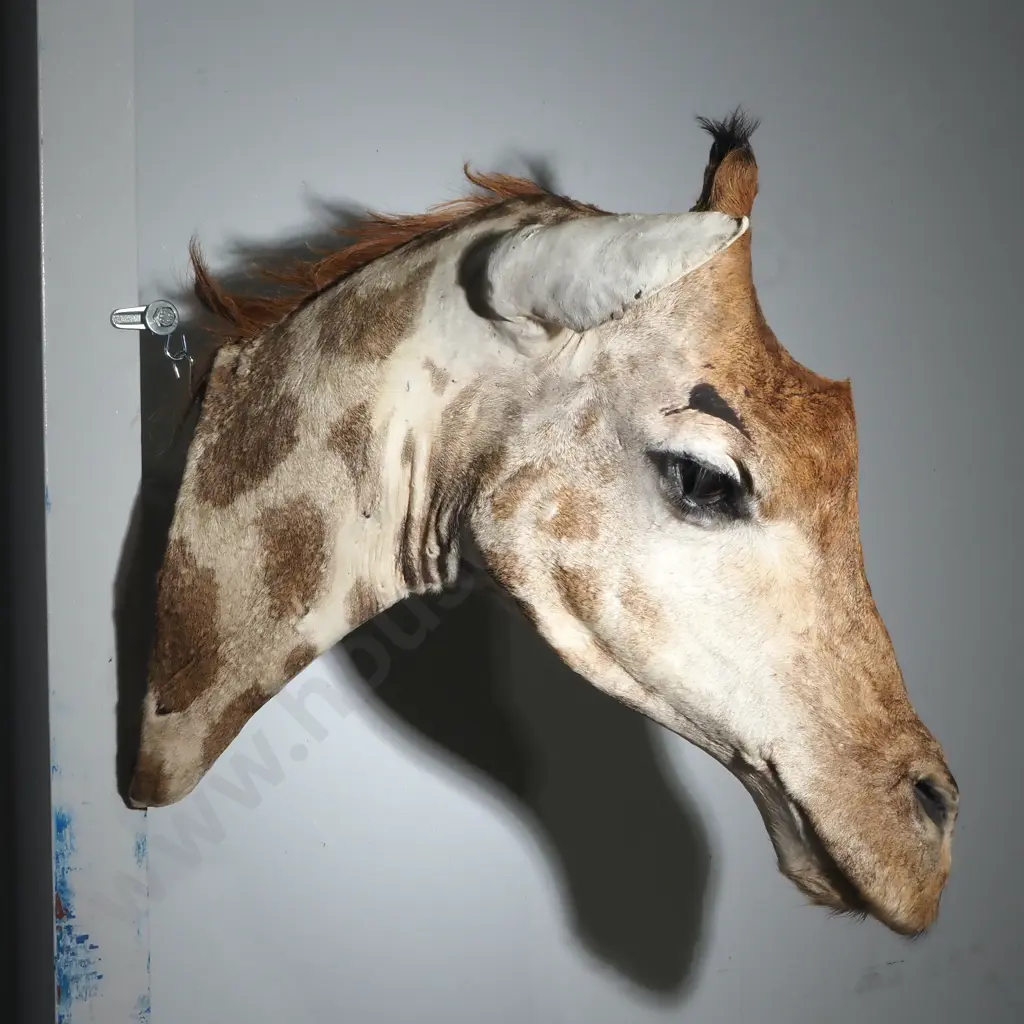 Magnificent Taxidermied Head of a Giraffe Image 1++