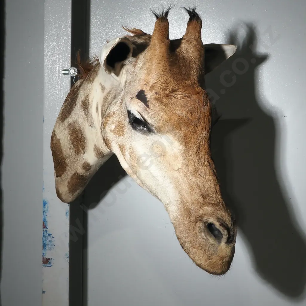 Magnificent Taxidermied Head of a Giraffe Image 1++