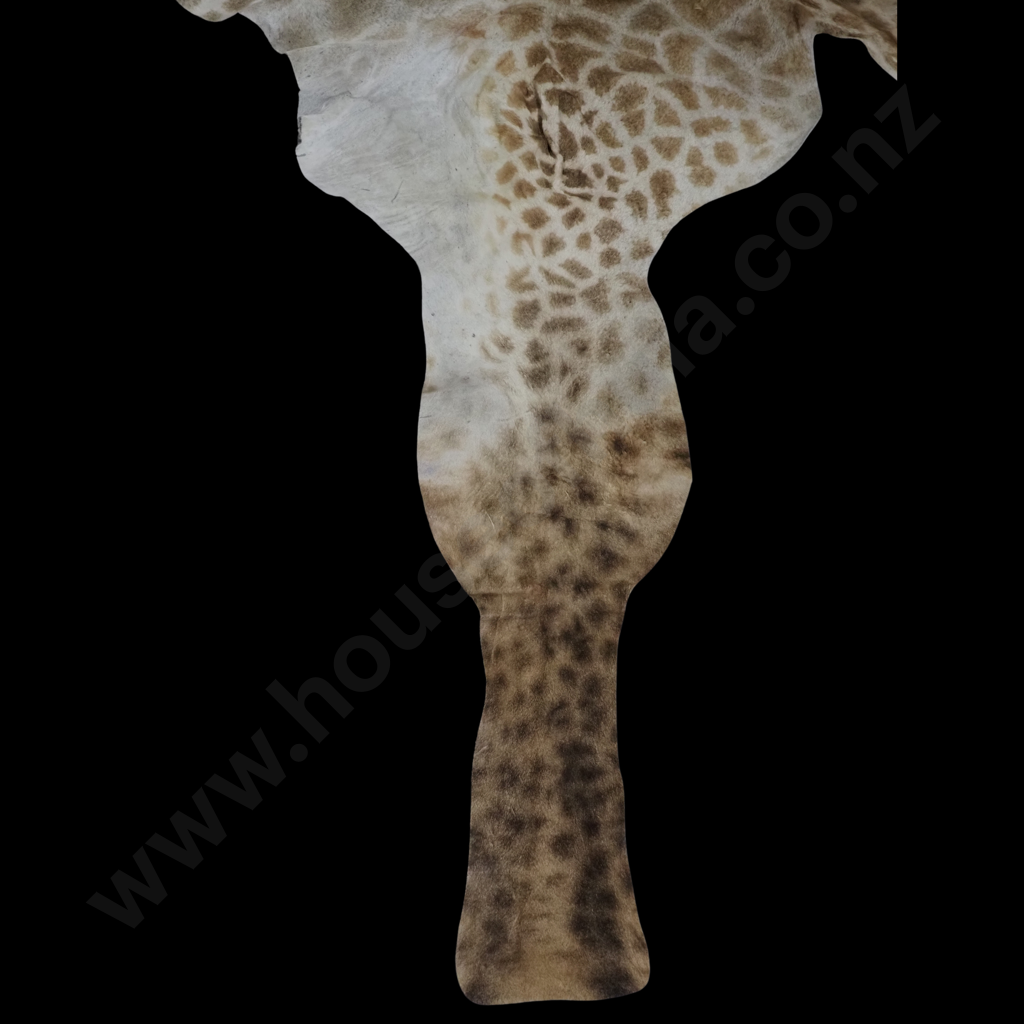 Impressive Giraffe Skin Hide w Face, Tail & Legs Image 1++