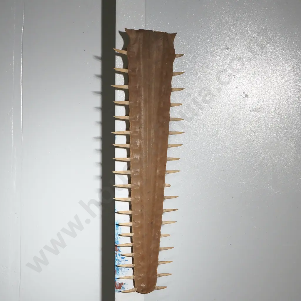 Long Tooth Lined Saw Fish Bill Image 1++