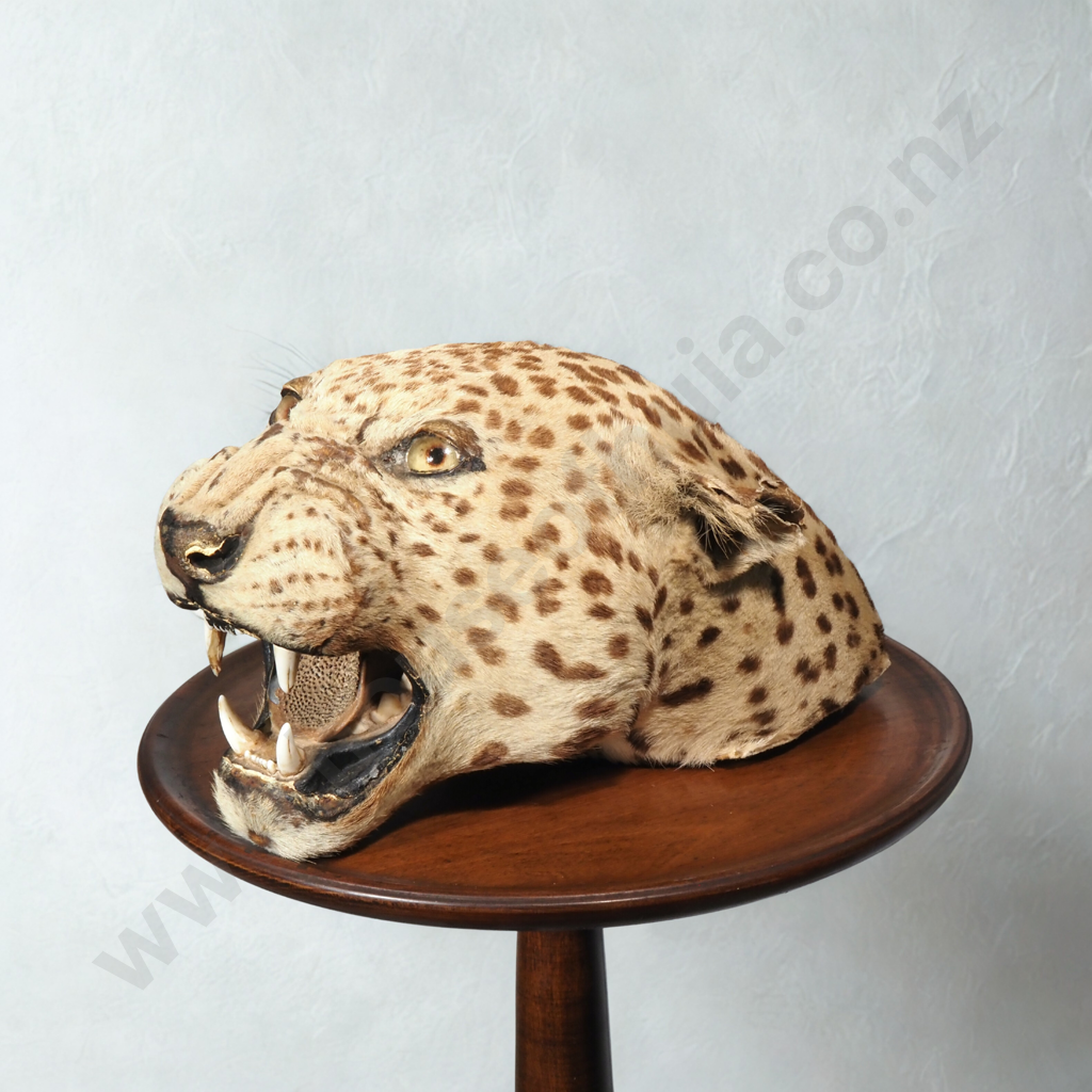 Vintage Taxidermy Leopard Head Mount Image 1++