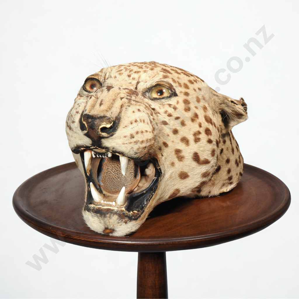 Vintage Taxidermy Leopard Head Mount Image 1++