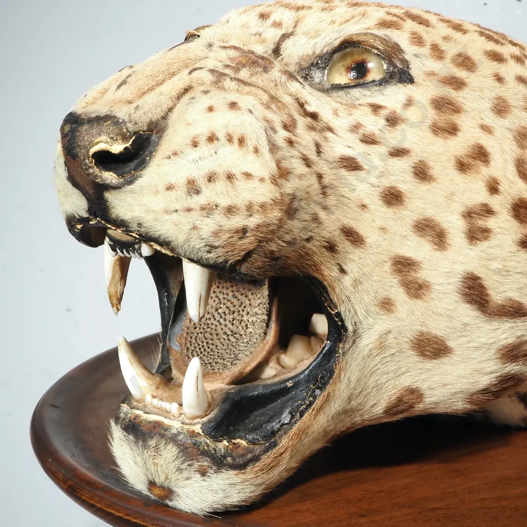 Vintage Taxidermy Leopard Head Mount Image 1++
