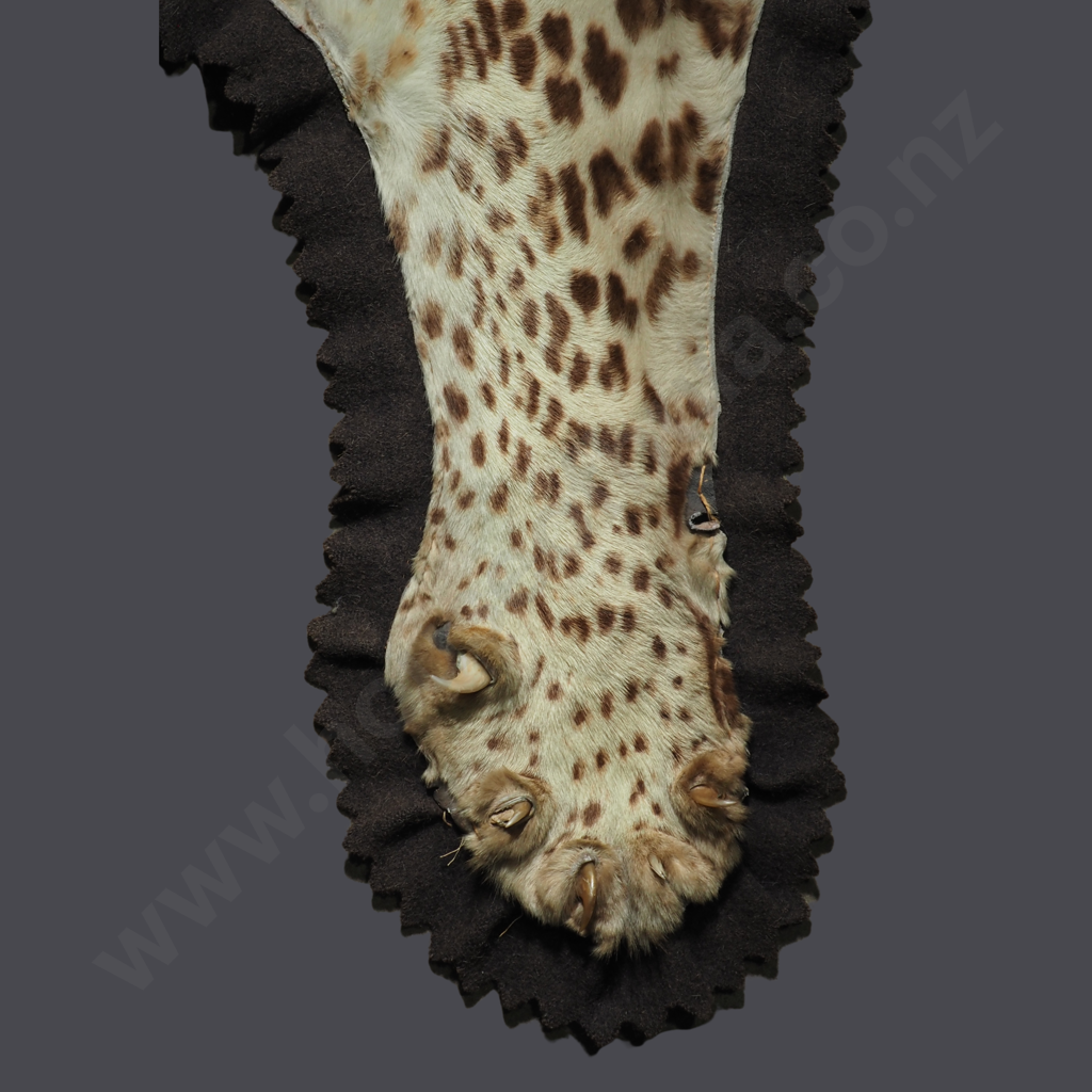 Vintage Taxidermy Leopard Skin Rug Featuring A Mounted Head w Glass Eyes Image 1++